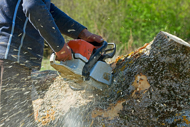 Best Tree Preservation Services  in Wasco, CA